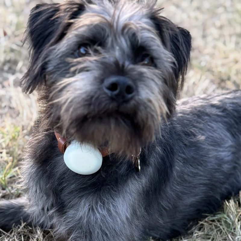 Louie